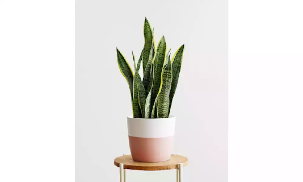 Snake plant